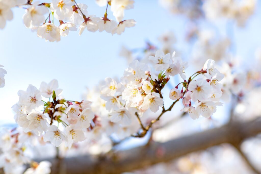 桜の木